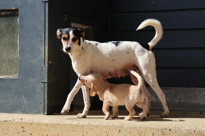Dog from shelter, Pauline | Schwarz Braun Weiß Mischling Female