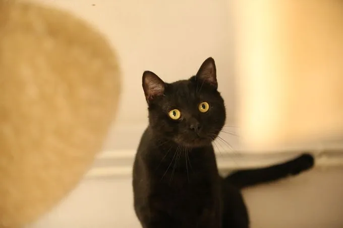 Katze aus Tierheim, Tom | Schwarz Ekh Männlich