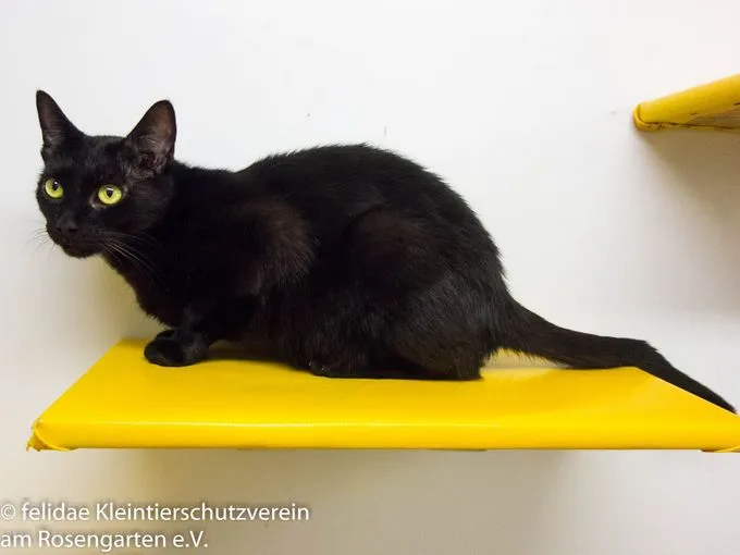 Katze aus Tierheim, Daenerys | Schwarz Europäische Hauskatze Weiblich