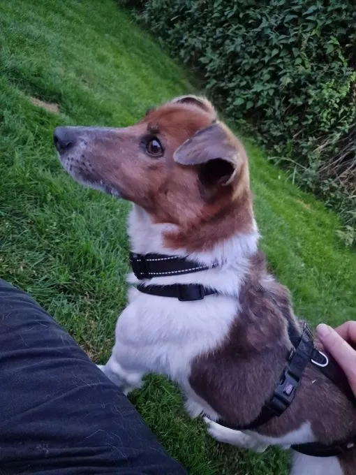Dog from shelter, Balou | Terrier Mix Male