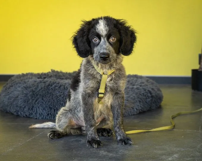 Flecky - mischling zur Adoption