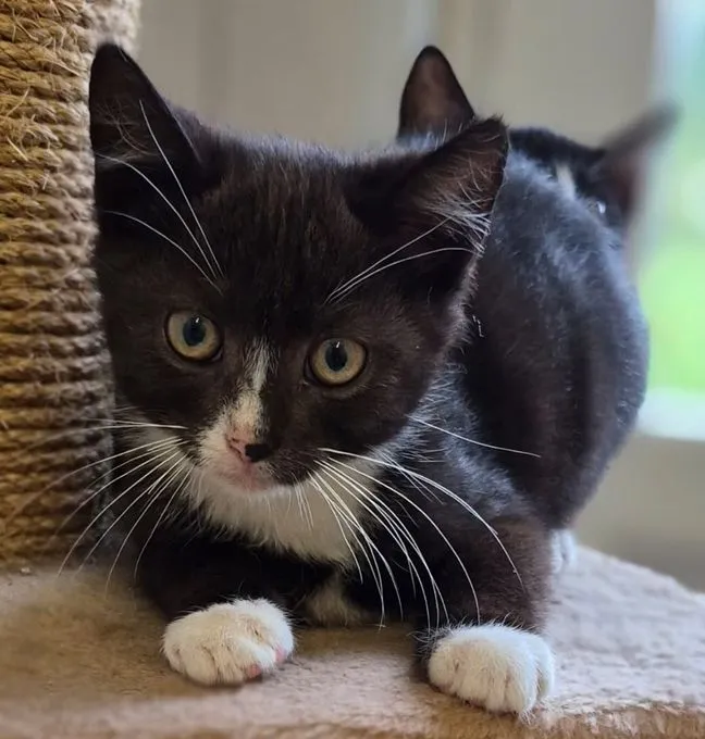Timo und Theo - ekh zur Adoption