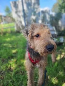 Dog from shelter, Balu | Airedale Terrier Male
