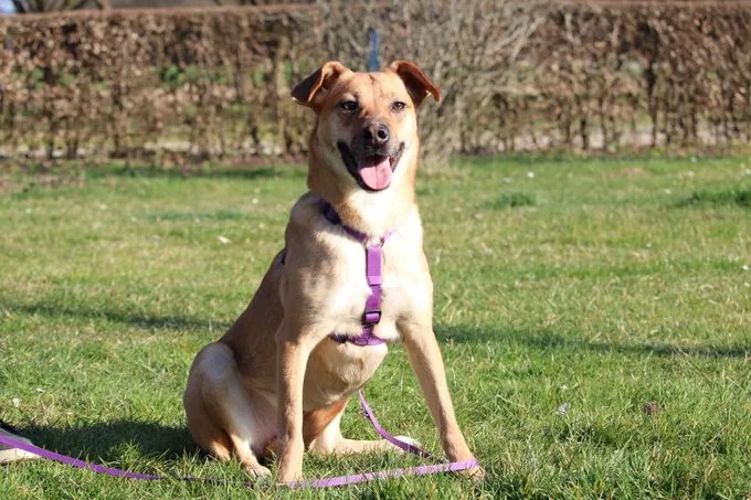 Nella - Mix zur Adoption