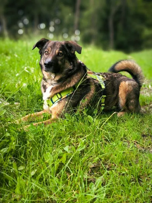 Dog from shelter, Speedy | Braun Schwarz Weiß Mischling Male