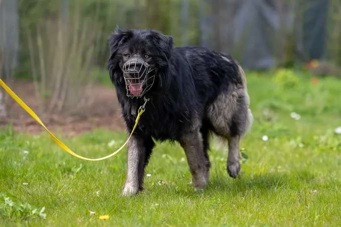 Hund aus Tierheim, Michel | Schwarz Braun Kaukasischer Owtscharka Männlich