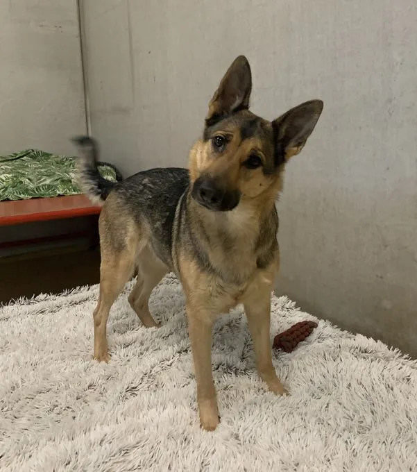 Dog from shelter, Rita | Braun Schäferhund Female