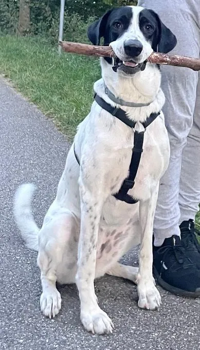 Filia - herdenschutzhund-mix zur Adoption