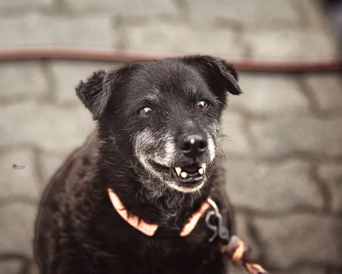 Andja - mischling zur Adoption