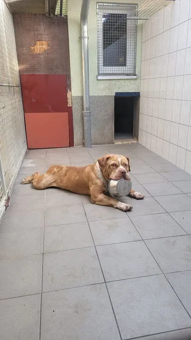 H25-058 Anton - American Bully XL zur Adoption