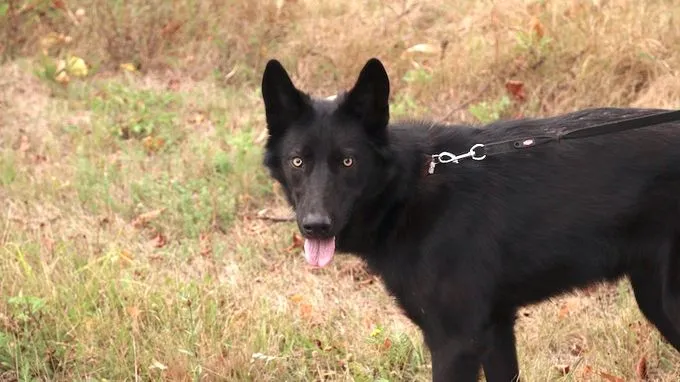 Akira - schaeferhund-mix zur Adoption