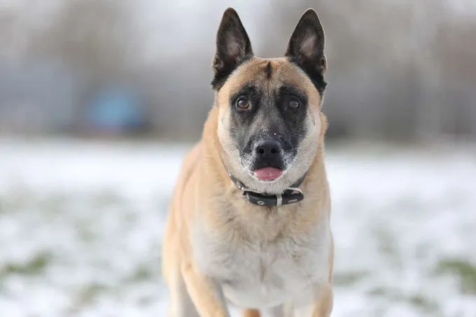 Hund aus Tierheim, Rusty | Malinois Männlich