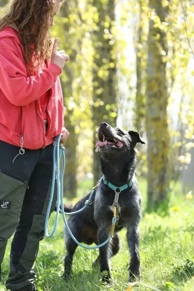 Hund aus Tierheim, Grobi | Schnauzer Mix Männlich