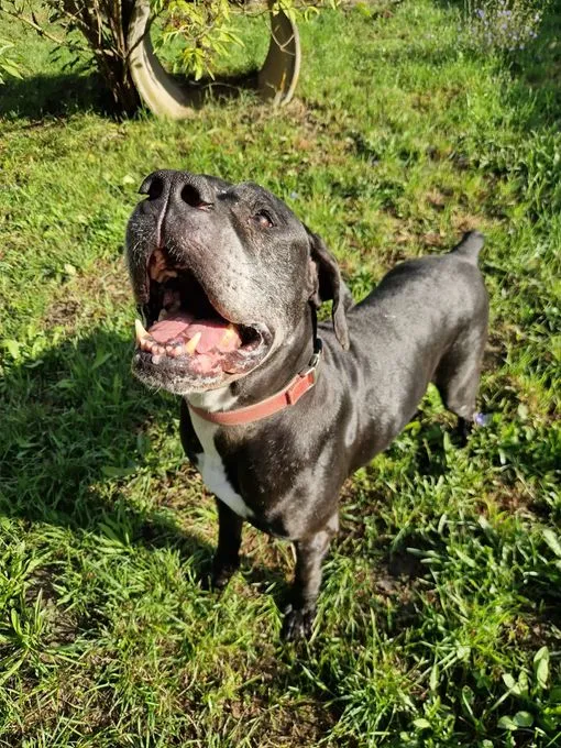 Gina - Boerboel zur Adoption