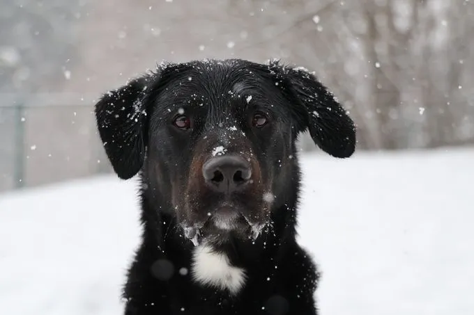 Tobi - Labrador-Mischling zur Adoption