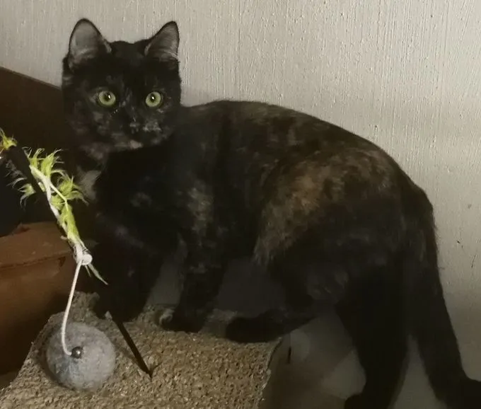 Cat from shelter, Lissi | Schildpatt Ehk Female