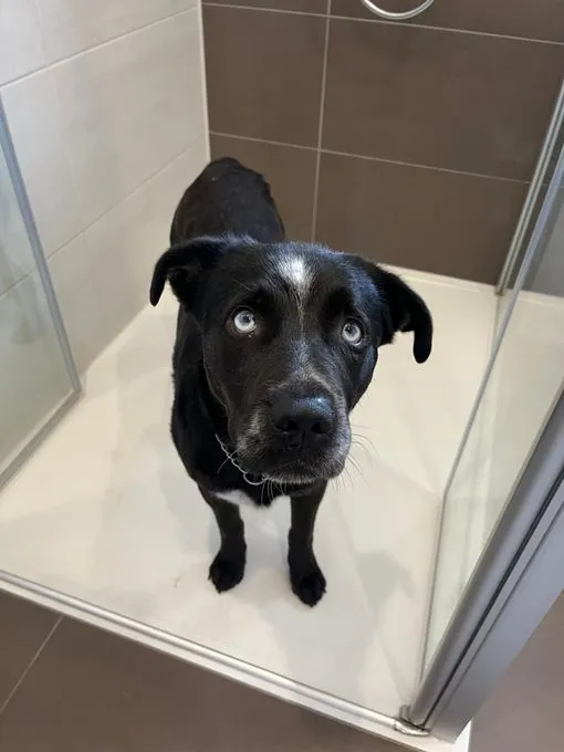 Jimmy - labrador zur Adoption
