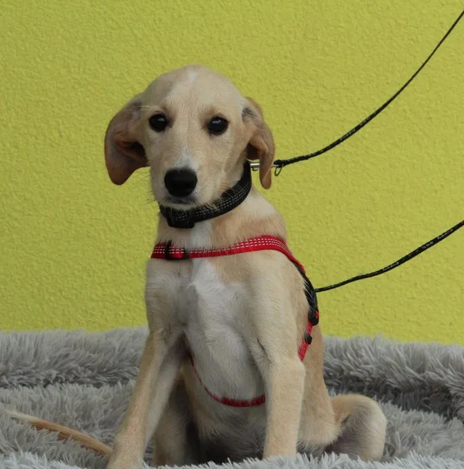 Cinderella - Mischling zur Adoption