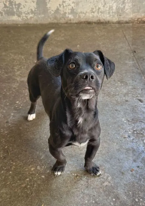 Subi - pinscher-mix zur Adoption
