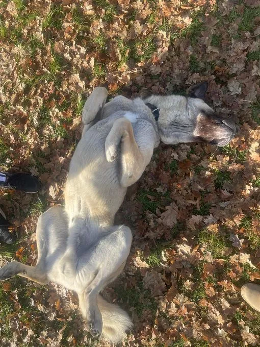 Dog from shelter, Moritz | Kangal Kaukasier Male
