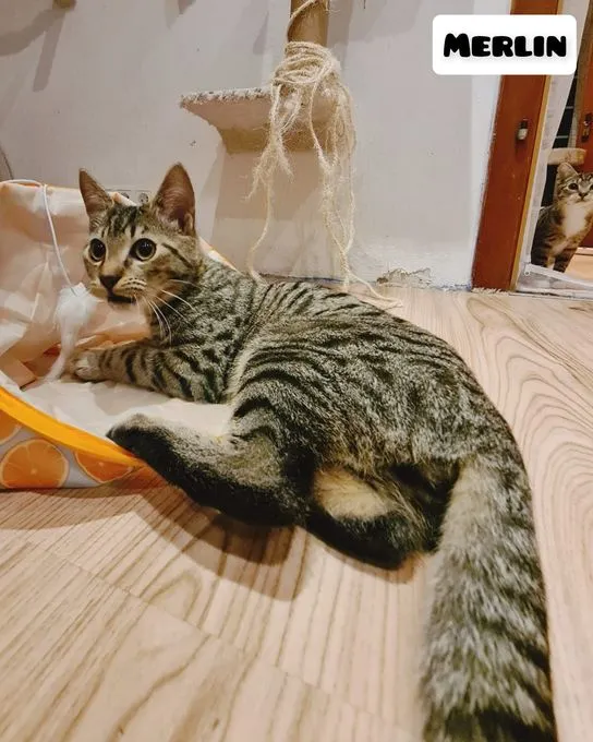 Cat from shelter, Merlin | Getigert Ekh Male