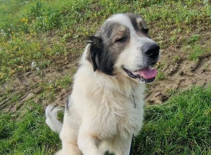 Dog from shelter, Admiral | Mix Male