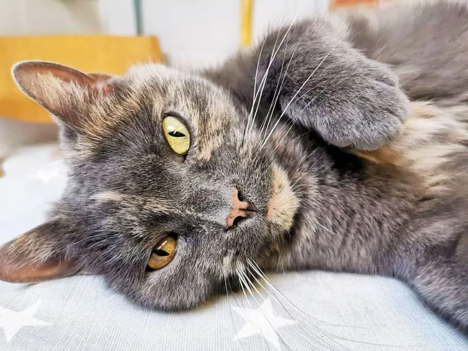 Katze aus Tierheim, Tessa | Ekh Weiblich
