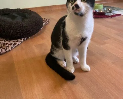 Cat from shelter, Kim Sascha | Male