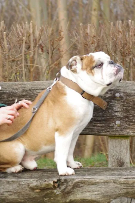 Hund aus Tierheim, Jeff | Englische Bulldogge Männlich