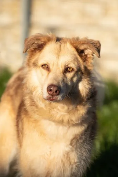 Maxi - Golden Retriever Mix zur Adoption