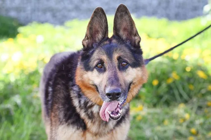 Dog from shelter, Pablo | Dt Schäferhund Female