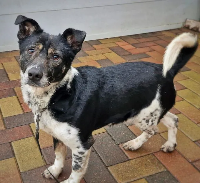 Dog from shelter, Fion | Braun Weiß Mix Male