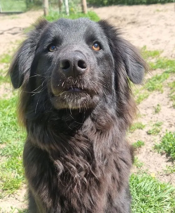 Dog from shelter, Ben | Schwarz Border Colli Mix Male