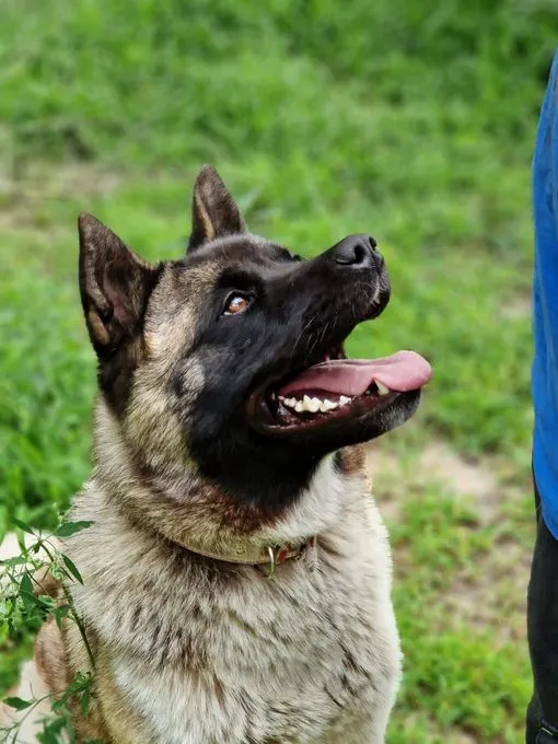 H24-023 Lissi - American Akita zur Adoption