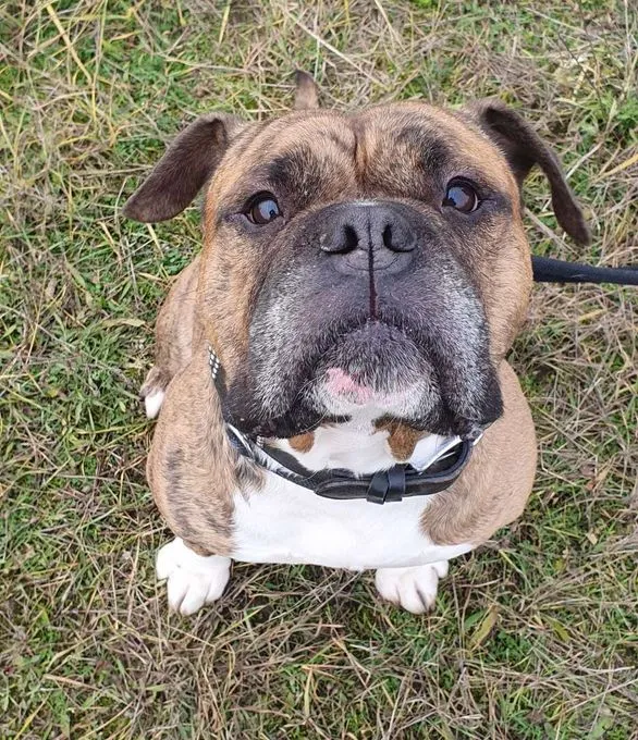 Hund aus Tierheim, Viet | Englischer Bulldoggen Mix Männlich