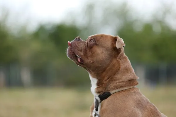 Dog from shelter, Joseph | English Bulldog Mix Male