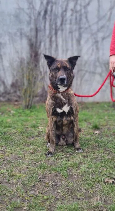 Dog from shelter, Zeus | Hollandse Herdeshond Male