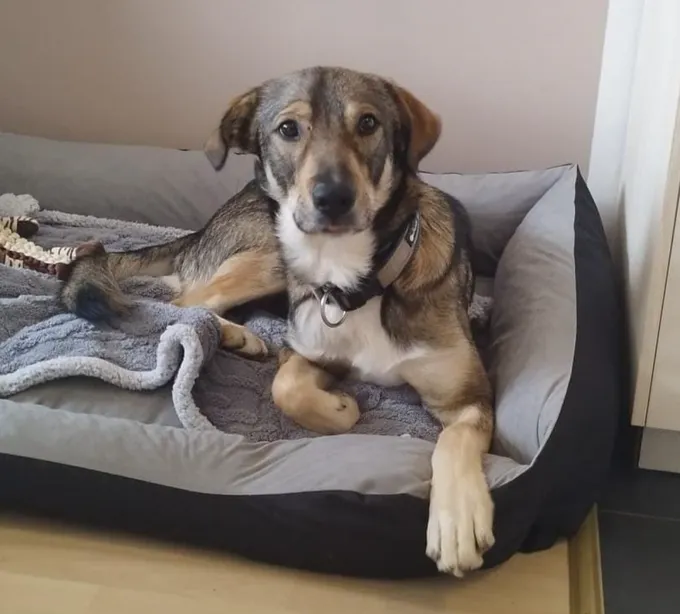 Balou - mischling zur Adoption