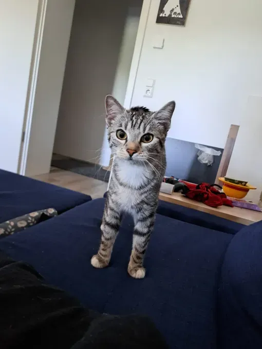 Kiki - ekh zur Adoption