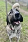 Dog from shelter, Lady | Beige Mit Schwarzer Maske Kangal Female