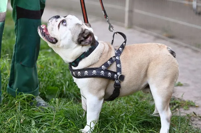 Dog from shelter, Semmel | Englische Bulldogge Female