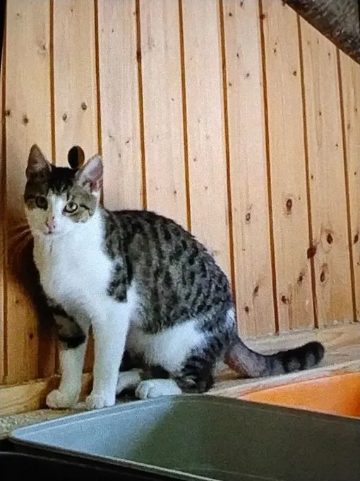 Katze aus Tierheim, Houdini | Weiß Getigert Europäische Hauskatze Männlich