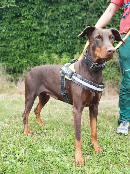 Dog from shelter, Toffi | Dobermann Female