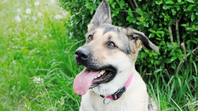 Ellie - schaeferhund-mix zur Adoption
