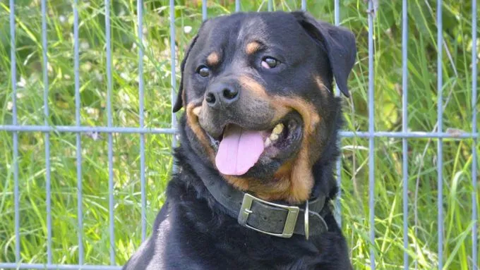 Roy - rottweiler zur Adoption