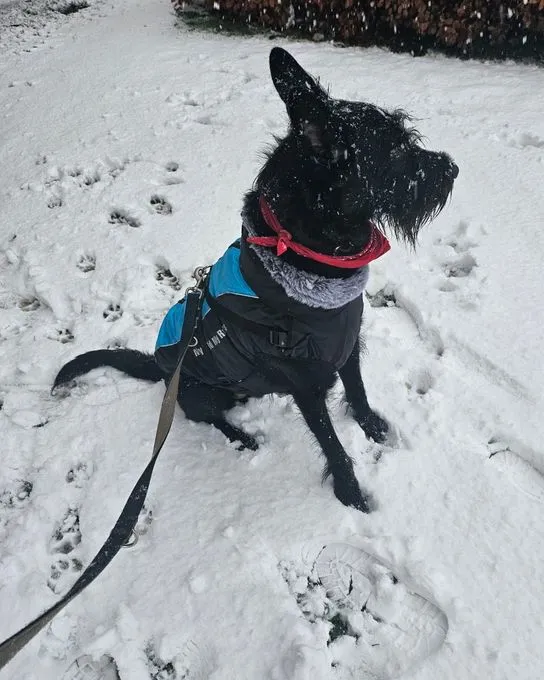 Hund aus Tierheim, Tommy Sucht Das Abenteuer | Schwarz Riesenschnauzer Malinois Mischling Männlich
