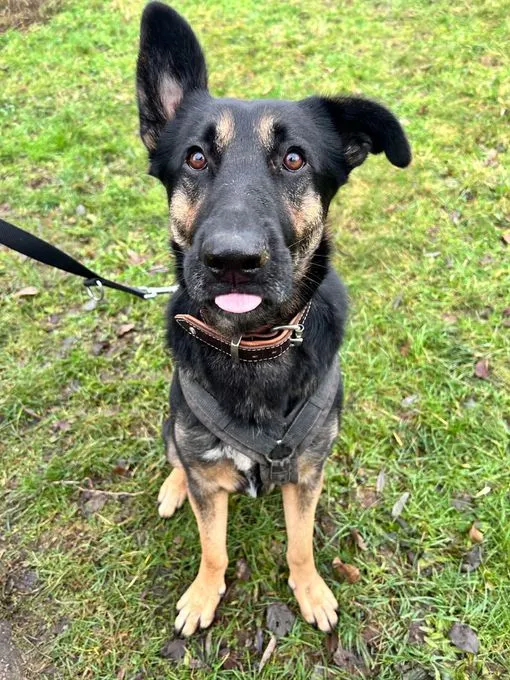 Bruno - schaeferhund-mix zur Adoption