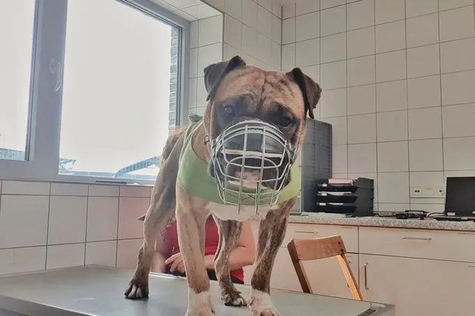 Hund aus Tierheim, Viet | Englischer Bulldoggen Mix Männlich