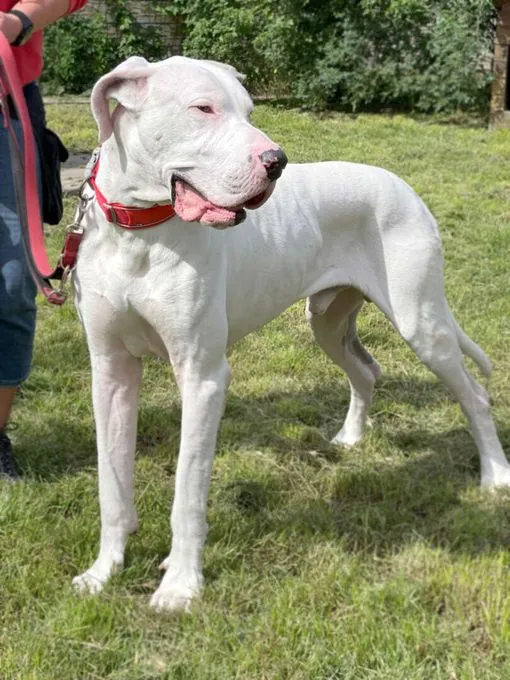 Hund aus Tierheim, Prinz | Deutsche Dogge Männlich