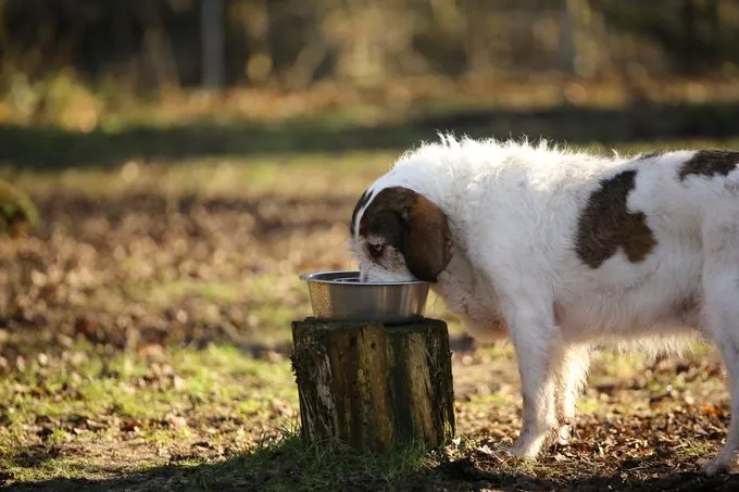 Dog from shelter, Lanceur | Griffon Basset Mix Male